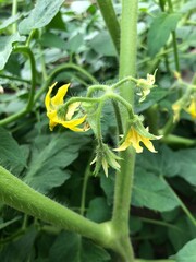 tomato flowers