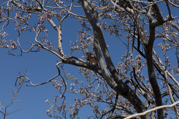 Cactus Wren in Blossoming Ironwood Tree