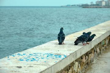 Groups piece of doves and pigeons. Gray feathers and colorful feathers on their necks. They are landing on a wall near the seaside in mudanya and shore during overcast weather.