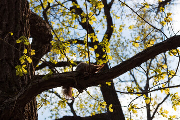 squirrel on a tree in the park