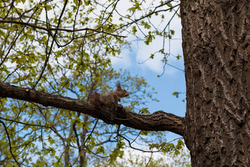 squirrel on a tree in the park
