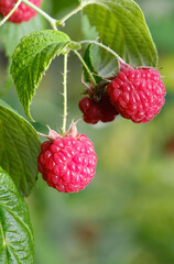Red raspberries on a bush on a blurred background. Shallow depth of field