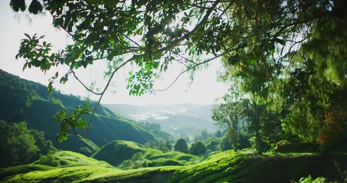 Tea Plantation With Morning Light In The Cameron Highlands, Malaysia