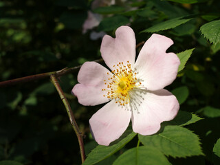 Simple light pink wild rose. It's name is  Rosa canina or dog rose. It is a variable climbing, wild rose species native to Europe, northwest Africa, and western Asia.
