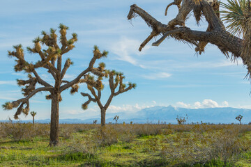 El Mirage Joshua Tree Sunset, California Mountains Snow & Desert
