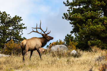 Naklejka na ściany i meble elk in the mountains