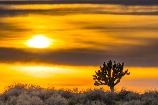 El Mirage Joshua Tree Sunset, California Mountains Snow & Desert
