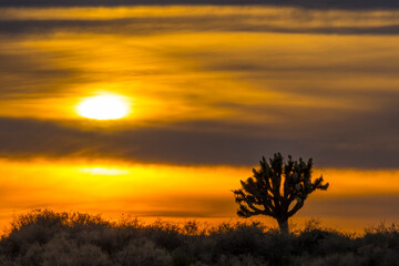 Fototapeta na wymiar El Mirage Joshua Tree Sunset, California Mountains Snow & Desert 