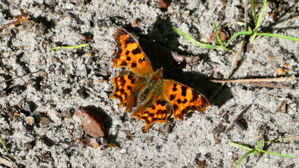 Polygonia c-album or comma resting on a dirt road. The upper side of the wings has a bright orange ground colour, decorated with brown marks and light spots on the edge. 