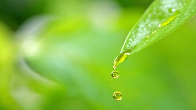 Super Slow Motion Macro Shot of Water Droplet Falling from Fresh Green Leaf at 1000fps.