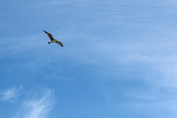 Fototapeta na wymiar Charente-Maritime - Goéland volant dans le ciel