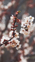 apricot flowers