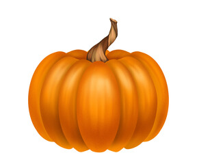 Realistic drawing of orange pumpkin, vegetarian eco friendly product for halloween and thanksgiving celebration, autumn pumpkins harvest, design for printing on paper and fabric.
