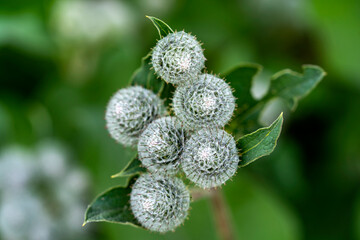 Close up of  the buds of a Burdock plant with green leaves