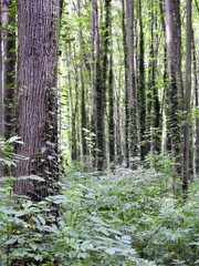 Bluszczowy las liściasty. - obrazy, fototapety, plakaty