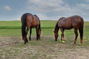 Obraz premium Grasende Pferde