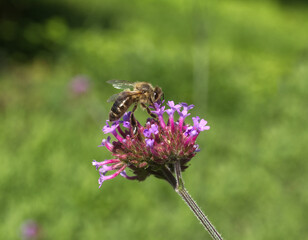 Asclepias, genus of herbaceous, perennial, flowering plants known as milkweeds. The detail view of the purple blooming blossoms with honey bee.