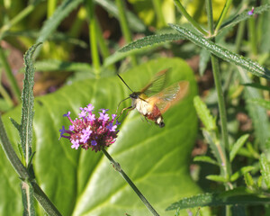 Hemaris thysbe, the hummingbird clearwing moth of the family Sphingidae (hawkmoths) sucks the nectar from the flower, blooming blossom of Asclepias, plants known as milkweeds.