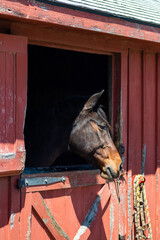 Horses at stable and farm. 