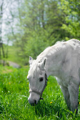 Horses at stable and farm. 