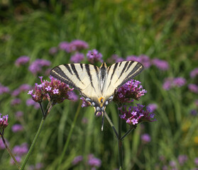 Papilio rutulus, the western tiger swallowtail. Swallowtail butterfly of the Papilionidae family. Butterfly feasting on a purple blossom of milkweeds.