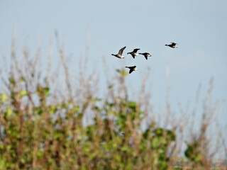 Schwarm Wildgänse im Flug