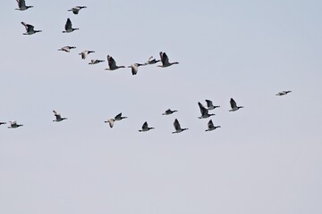 Schwarm Wildgänse im Flug