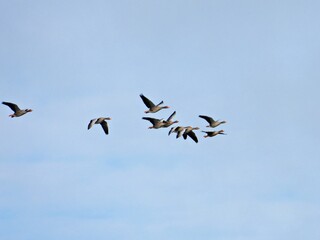 Fototapeta premium Schwarm Wildgänse im Flug