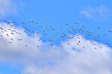 Vogelschwarm gegen blauen Himmel