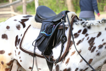 On the back of the horse, a brown leather saddle