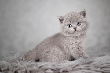 Fototapeta na wymiar Britisch Kurzhaar Katzen Kitten Katzenbaby