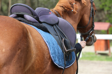 On the back of the horse, a brown leather saddle