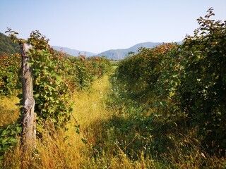 beautiful sunny day in Bajina Basta, Serbia