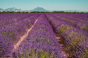 Fototapeta na wymiar Lavender fields on a mountain and forest background in Provence, France. Lines of purple flowers bushes. Summer colorful landscape, Europe.