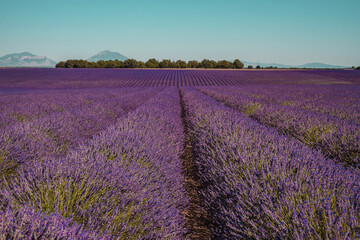 Fototapeta na wymiar Lavander fields on a mountain and forest background in Provence, France. Lines of purple flowers bushes. Summer colorful landscape, Europe.