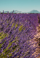 Lavender fields on a mountain and forest background in Provence, France. Lines of purple flowers bushes close up. Summer colorful landscape, Europe.