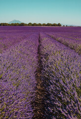 Fototapeta na wymiar Lavender fields on a mountain and forest background in Provence, France. Lines of purple flowers bushes close up. Summer rural landscape, Europe.