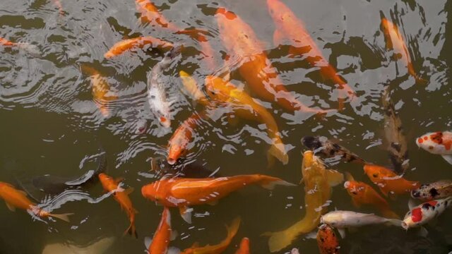beautiful koi fish swimming in the pond