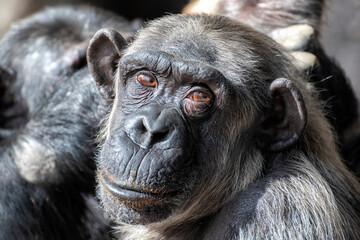 Chimpanzee (Pan troglodytes) old man looking askance in a zoo