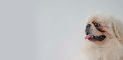 close-up portrait of a Pekingese on a light gray background