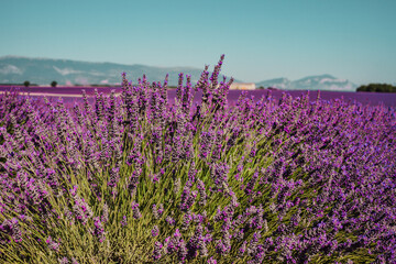 Fototapeta na wymiar Lavander fields on a mountain background in Provence, France. Lines of purple flowers bushes close up. Countryside summer landscape, Europe.