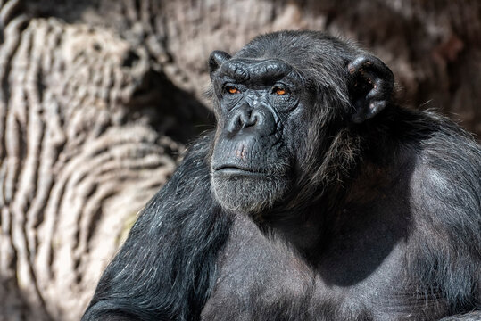 Chimpanzee (Pan troglodytes) old in a zoo