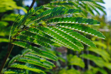 fern leaf in the forest