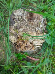  old rotten stump overgrown with green grass 