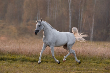 Naklejka na ściany i meble Beautiful gray arabian horse running on summer background