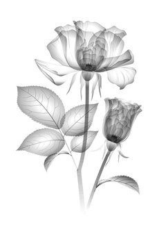 x-ray image of a flower isolated on white, the Transparent roses 3d illustration. X-ray drawing of flowers. black and white image. Delicate petals, pistils, stamens. Botanical drawing