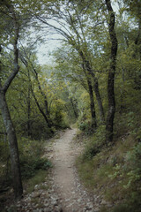 Obraz premium Walking trail in the middle of the forest 