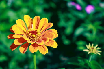 orange flower in the garden