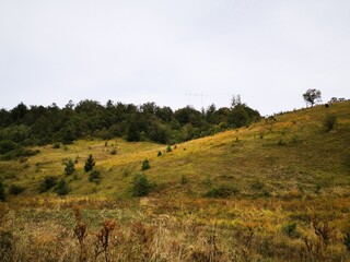 tara national park in serbia