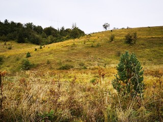 Obraz premium tara national park in serbia